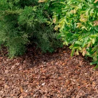 Vidējā mulča 5-30mm Basteji Priežu Mizu Mulča frakcija 5-30 mm VIDĒJĀ, kas piemērota dārza kopšanai un dekoratīvai mulčēšanai.