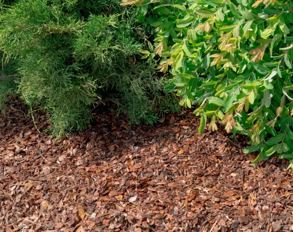 Vidējā mulča 5-30mm Basteji Priežu Mizu Mulča frakcija 5-30 mm VIDĒJĀ, kas piemērota dārza kopšanai un dekoratīvai mulčēšanai.