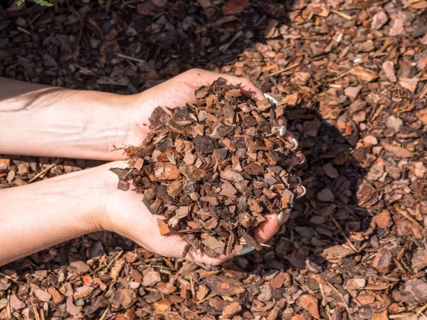 DSC04594@0.5x-scaled