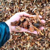 Mulča rupjā 30-75mm Rupjā mulča BASTEJI